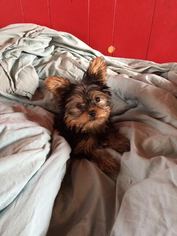 Yorkshire Terrier Puppy for sale in FAIRFAX, MO, USA
