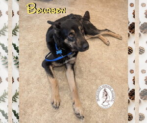 Australian Shepherd-Unknown Mix Dogs for adoption in Red Lodge, MT, USA