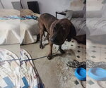 Small Photo #4 Brazilian Mastiff Puppy For Sale in Jasper, AL, USA