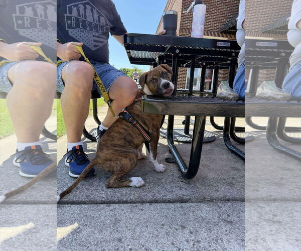 Medium Photo #15 Retriever -Unknown Mix Puppy For Sale in Holly Springs, NC, USA