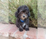 Small Photo #3 Maltese-Poodle (Toy) Mix Puppy For Sale in TEMECULA, CA, USA