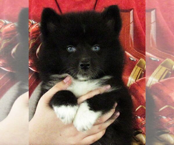 Medium Photo #2 Huskimo Puppy For Sale in SEBRING, FL, USA
