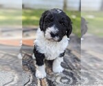 Small Photo #17 Sheepadoodle Puppy For Sale in SEAMAN, OH, USA