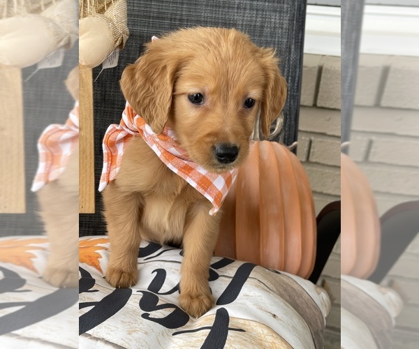 Medium Photo #6 Golden Retriever Puppy For Sale in CENTRAL CITY, KY, USA