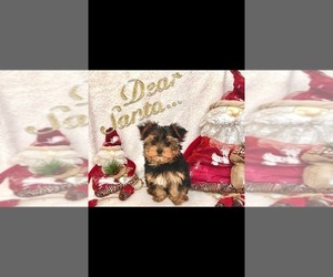 Yorkshire Terrier Puppy for sale in LOS ANGELES, CA, USA