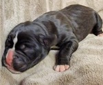 Small Photo #10 Boxer Puppy For Sale in JOLIET, IL, USA