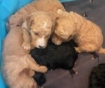 Small Photo #1 Golden Mountain Doodle  Puppy For Sale in MANDEVILLE, LA, USA