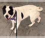 Small #3 Mutt