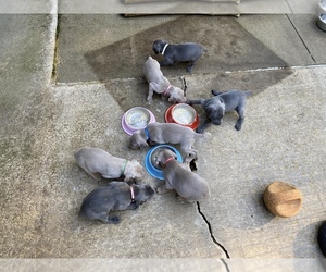 Weimaraner Puppy for sale in PESHTIGO, WI, USA