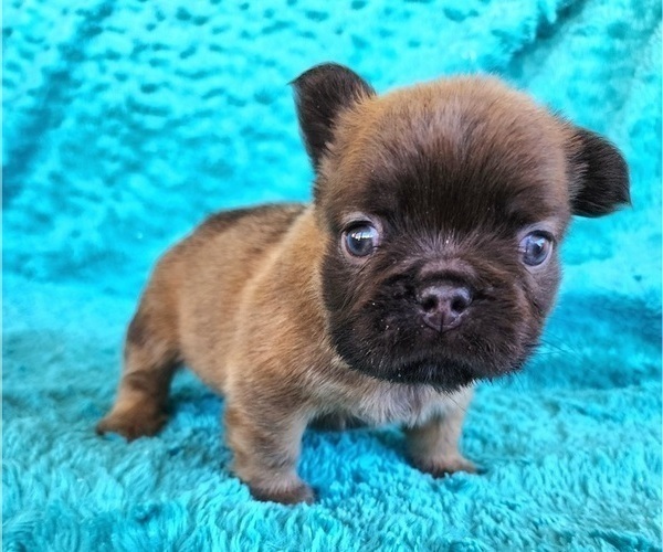 Medium Photo #17 French Bulldog Puppy For Sale in LAS VEGAS, NV, USA