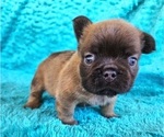 Small #16 French Bulldog