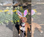 Small #4 American Pit Bull Terrier-Blue Lacy Mix