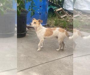 Mutt Dogs for adoption in Stockton, CA, USA