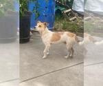 Small Mutt