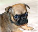 Small Photo #21 French Bulldog Puppy For Sale in WINNSBORO, TX, USA
