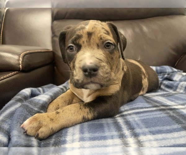 Medium Photo #88 American Bully Puppy For Sale in REESEVILLE, WI, USA