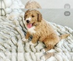 Small Photo #2 Goldendoodle Puppy For Sale in STEPHENVILLE, TX, USA