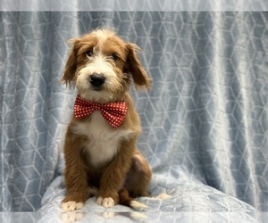 Miniature Labradoodle Puppy for sale in LAKELAND, FL, USA