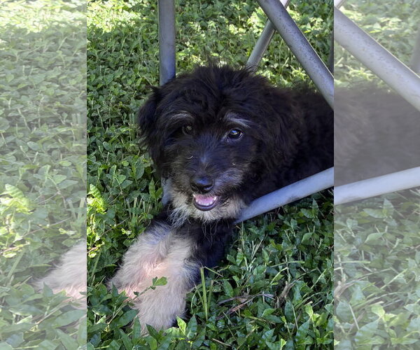 Medium Photo #1 Bernese Mountain Dog-Poodle (Miniature) Mix Puppy For Sale in Valrico, FL, USA