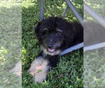 Wickham - Male Bernese Mountain Dog-Poodle (Miniature) Mix Dog for Adoption - Small photo