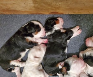 Bernedoodle (Miniature) Puppy for sale in LEETONIA, OH, USA