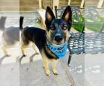 Small #1 German Shepherd Dog