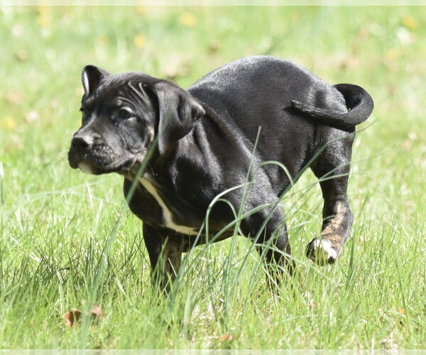 Medium Photo #5 Mutt Puppy For Sale in Mechanicsburg, PA, USA