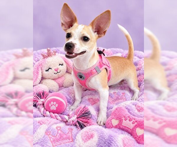 Medium Photo #1 Chihuahua-Unknown Mix Puppy For Sale in Sanford, FL, USA