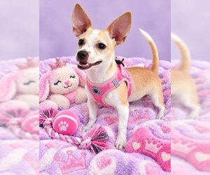 Chihuahua-Unknown Mix Dogs for adoption in Sanford, FL, USA