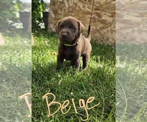 Labrador Retriever Puppy for Sale in MOUNT VERNON, Washington USA