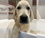 Small #3 English Cream Golden Retriever