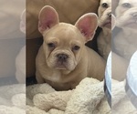 Small #7 French Bulldog