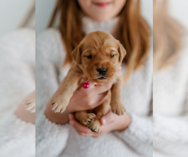 Medium Photo #2 Golden Retriever Puppy For Sale in REDDING, CA, USA