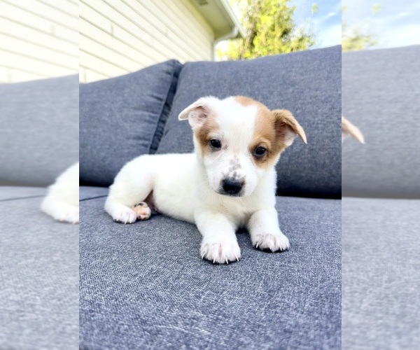 Medium Photo #4 Australian Cattle Dog Puppy For Sale in GREENFIELD, IN, USA