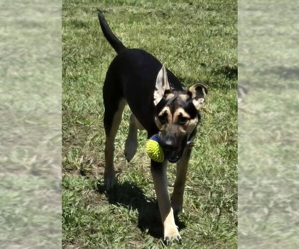 Medium Photo #6 Australian Kelpie-Unknown Mix Puppy For Sale in Andover, MN, USA
