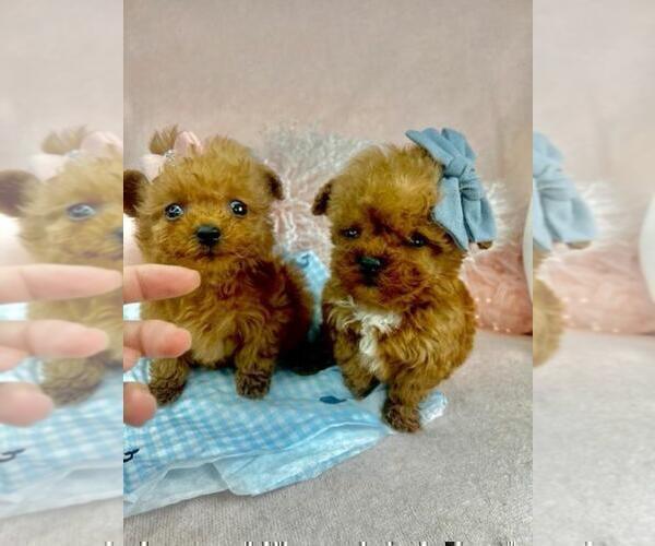 Medium Photo #2 Poodle (Toy) Puppy For Sale in MIAMI, FL, USA