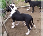Small Photo #22 Great Dane Puppy For Sale in SPRAGGS, PA, USA