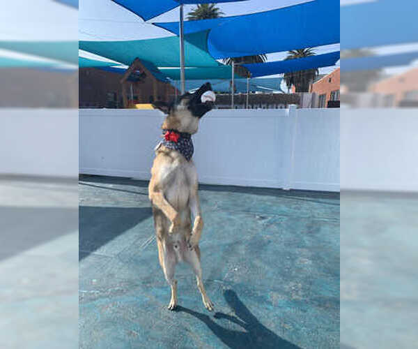 Medium Photo #4 German Shepherd Dog Puppy For Sale in Rootstown, OH, USA