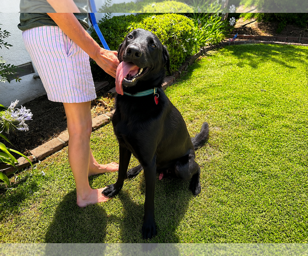 Medium Photo #2 Labrador Retriever-Unknown Mix Puppy For Sale in Clovis, CA, USA