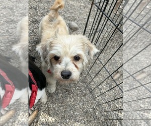 Pom-A-Poo Dogs for adoption in Mukwonago, WI, USA