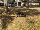 Small Photo #9 German Shepherd Dog Puppy For Sale in OCALA, FL, USA