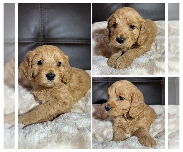 Medium Photo #1 Goldendoodle mix (+ Poodle Miniature) Puppy For Sale in SPARTANBURG, SC, USA