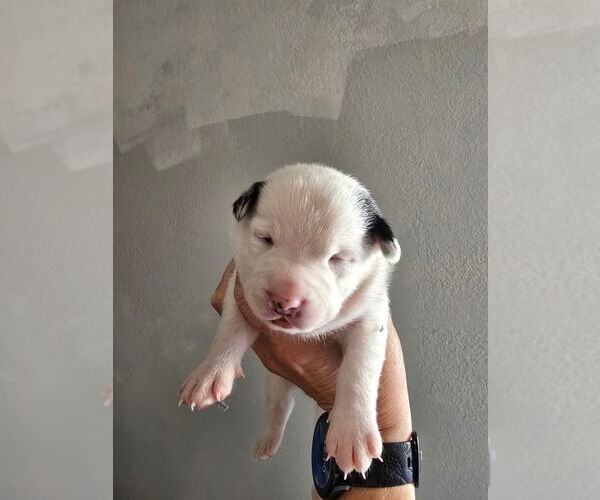 Medium Photo #3 Border Terrier-Rat Terrier Mix Puppy For Sale in DISCOVERY BAY, CA, USA