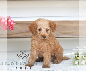 Poodle (Miniature) Puppy for sale in GAP, PA, USA