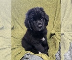 Small Newfoundland