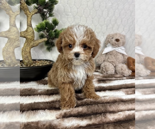 Medium Photo #6 Cavapoo (Miniature) Puppy For Sale in FRANKLIN, IN, USA