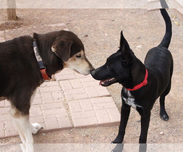 Medium Photo #5 Mutt Puppy For Sale in Cedar Crest, NM, USA