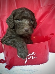 Labradoodle Puppy for sale in BERKELEY SPGS, WV, USA