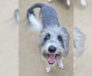 Aussiedoodle Puppy for sale in DOWELLTOWN, TN, USA