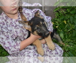 Puppy Belle German Shepherd Dog